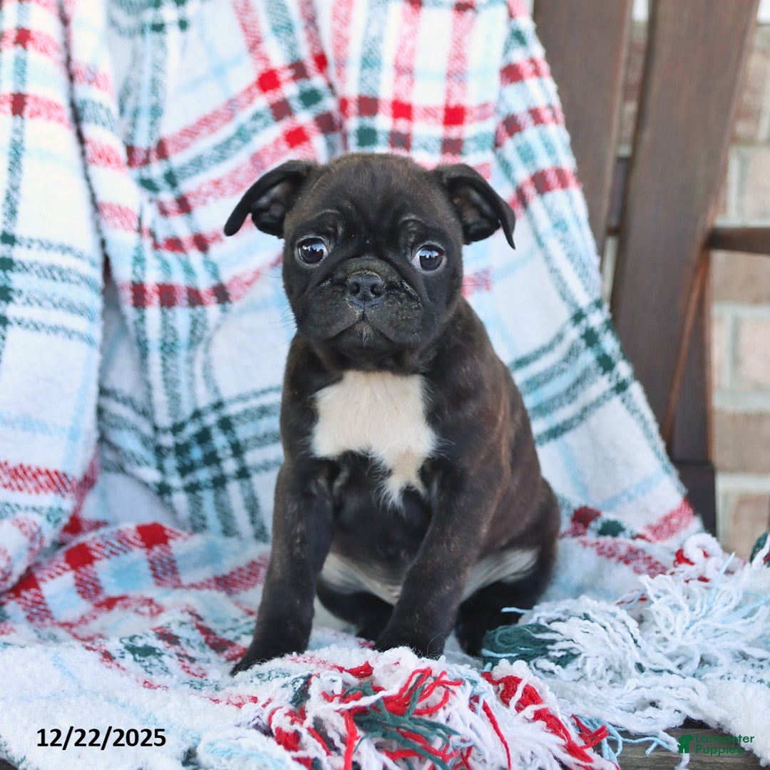 Mixed Breed dogs for sale: Jasper - Ad 3