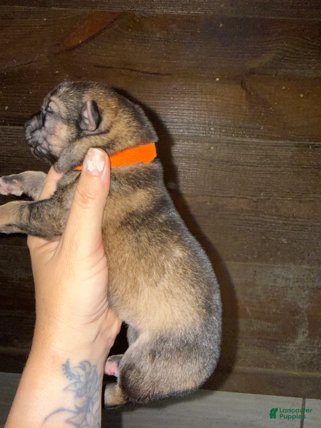 Gerberian Shepsky dogs for sale: Severus - Ad 9