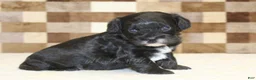 Cavapoo dogs for sale: Violet - Ad 3