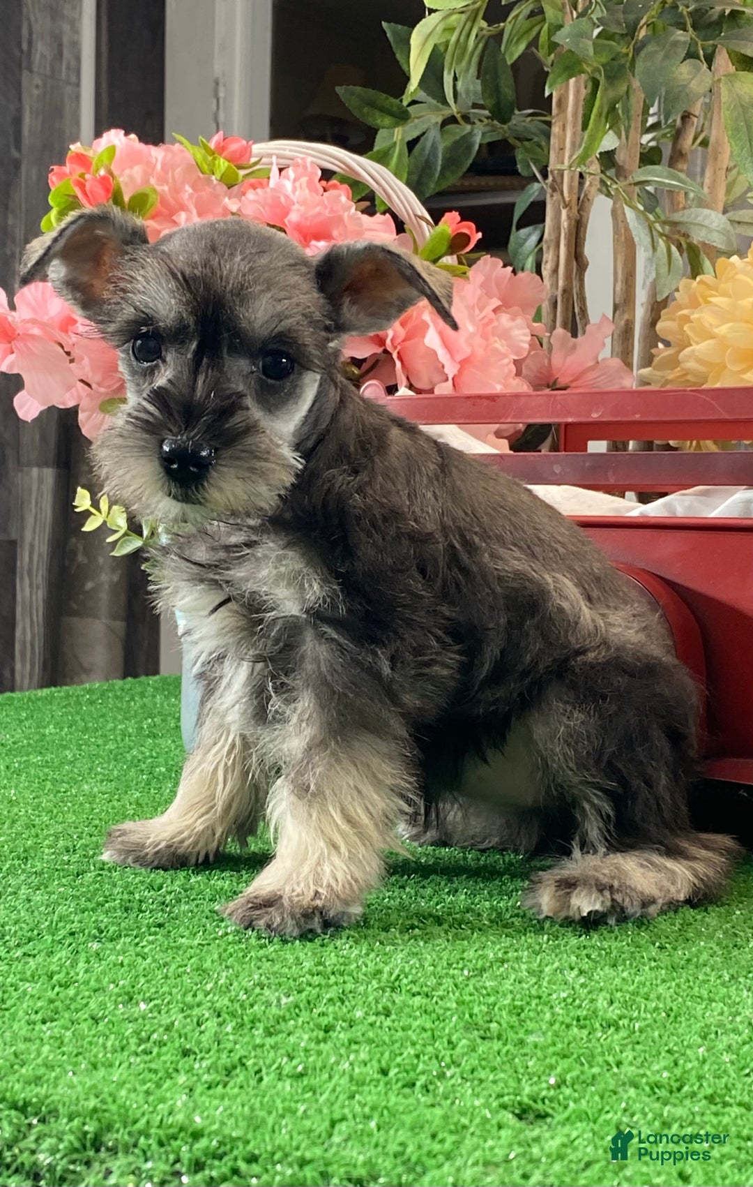 Miniature Schnauzer dogs for sale: Kylie - Ad 2