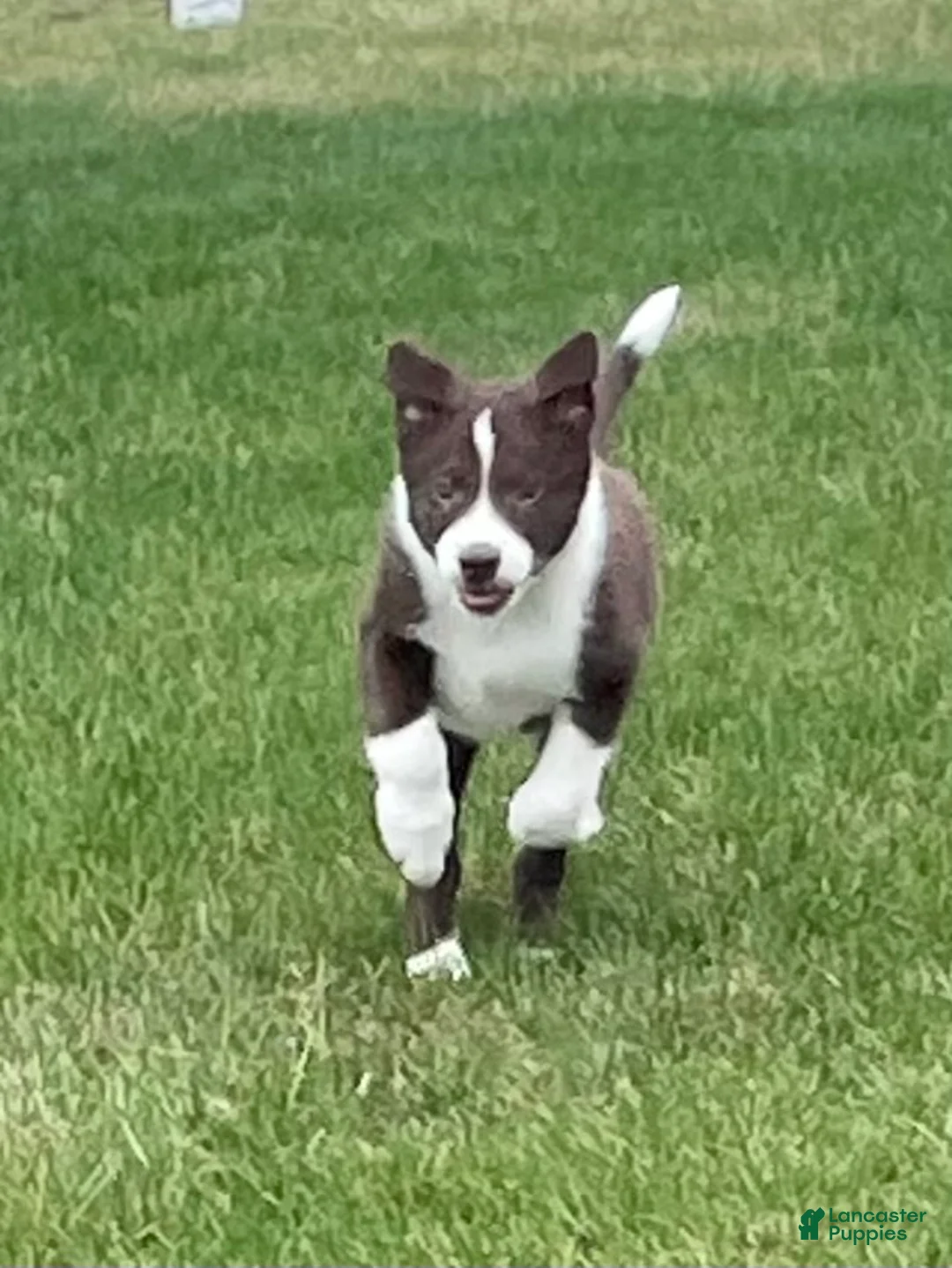 Border Collie dogs for sale: Border Collie Puppy 1 Chase - Ad 1