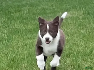 Border Collie dogs Border Collie Puppy 1 Chase - Ad 38