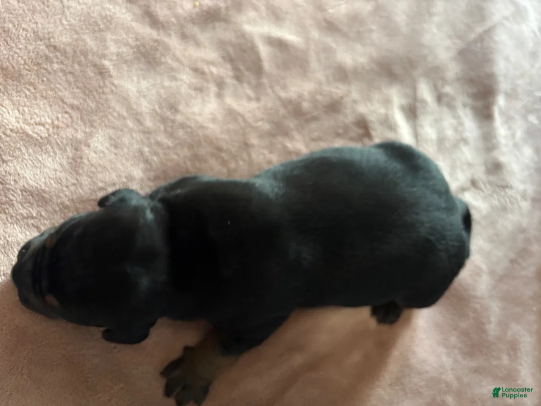 American Bully dogs for sale: Roxi - Ad 2