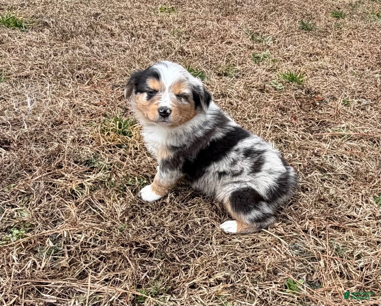 Australian Shepherd dogs Sasha - Ad 1