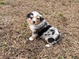 Australian Shepherd dogs for sale: Sasha - Ad 3