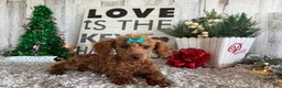 Toy Poodle dogs for sale: Pansy - Ad 3