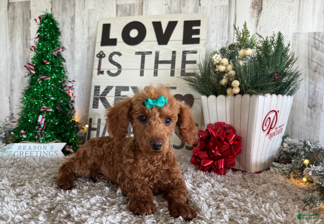 Toy Poodle dogs for sale: Pansy - Ad 3