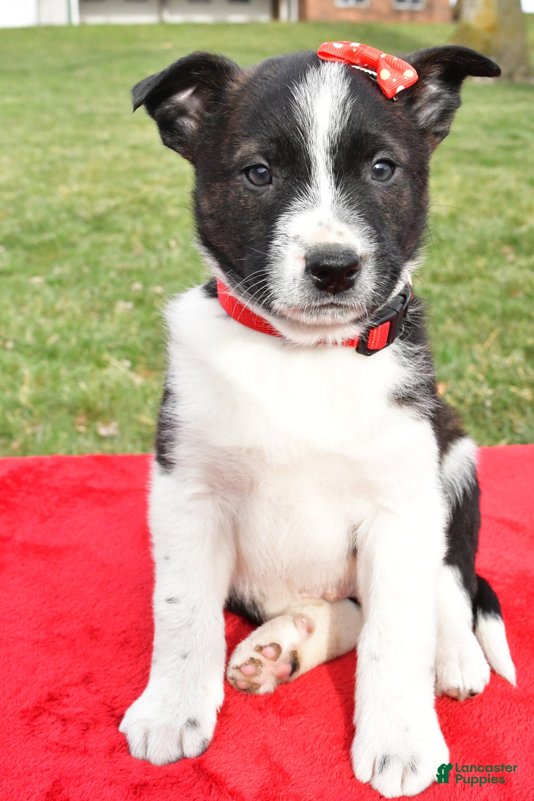 Mixed Breed dogs for sale: Mitchell - Ad 6