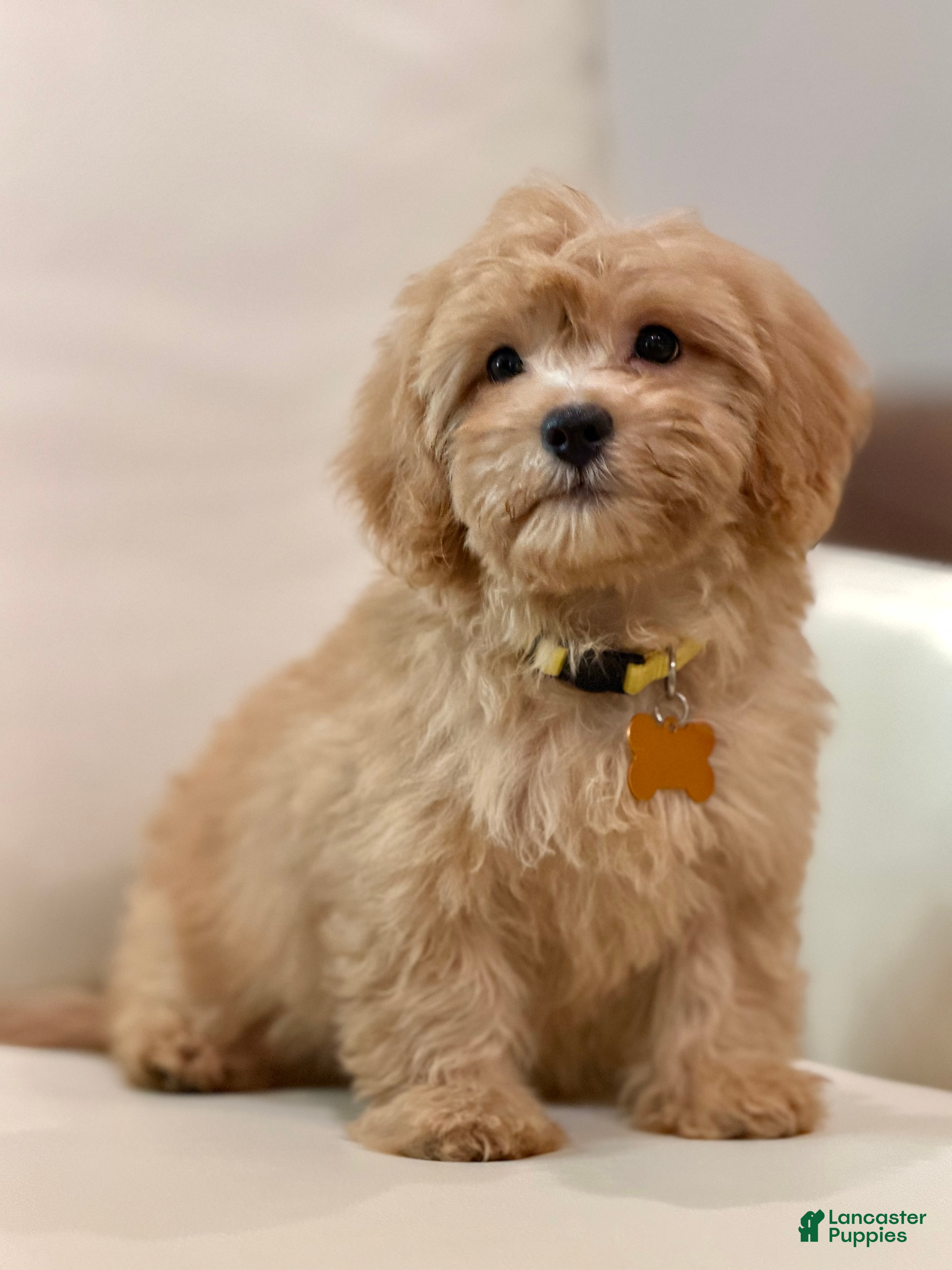 Maltipoo dogs Daisy - Ad 10