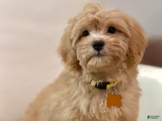 Maltipoo dogs Daisy - Ad 9