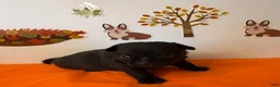 Chihuahua dogs for sale: Panther - Ad 18
