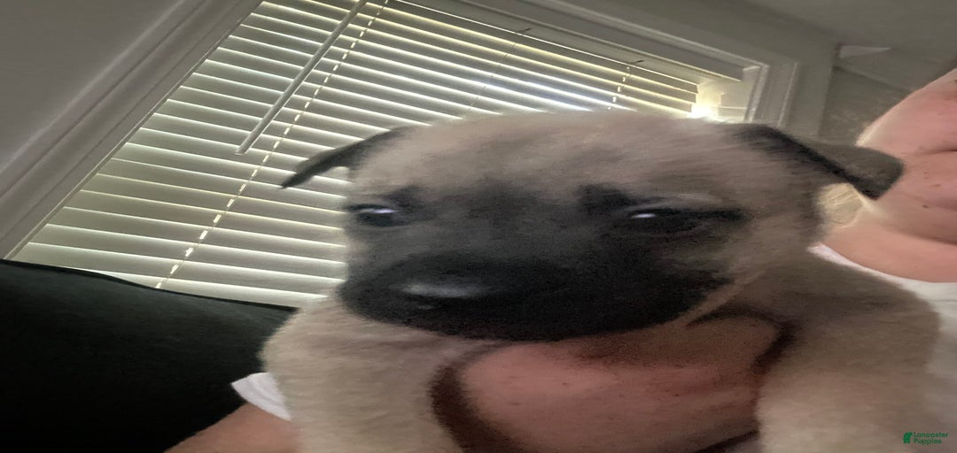 Gallery Image {{count}}