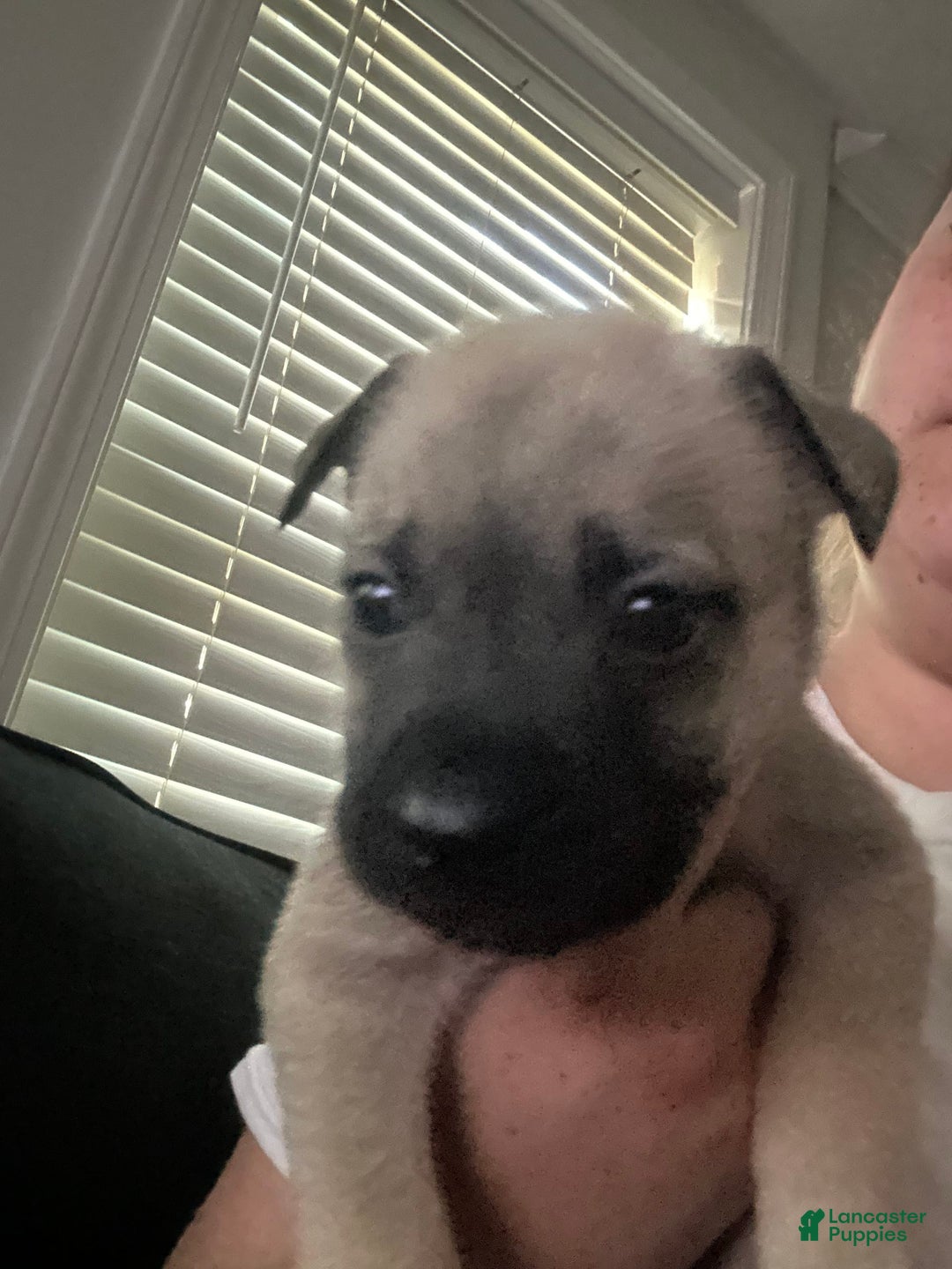 Gallery Image {{count}}