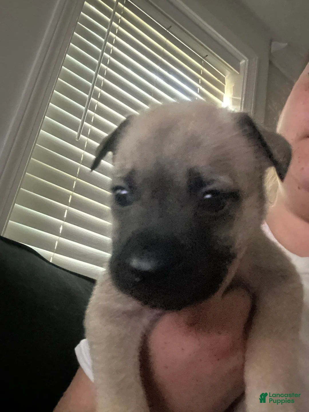 Gallery Image {{count}}