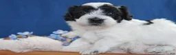 Coton De Tulear dogs for sale: Heath - Ad 2