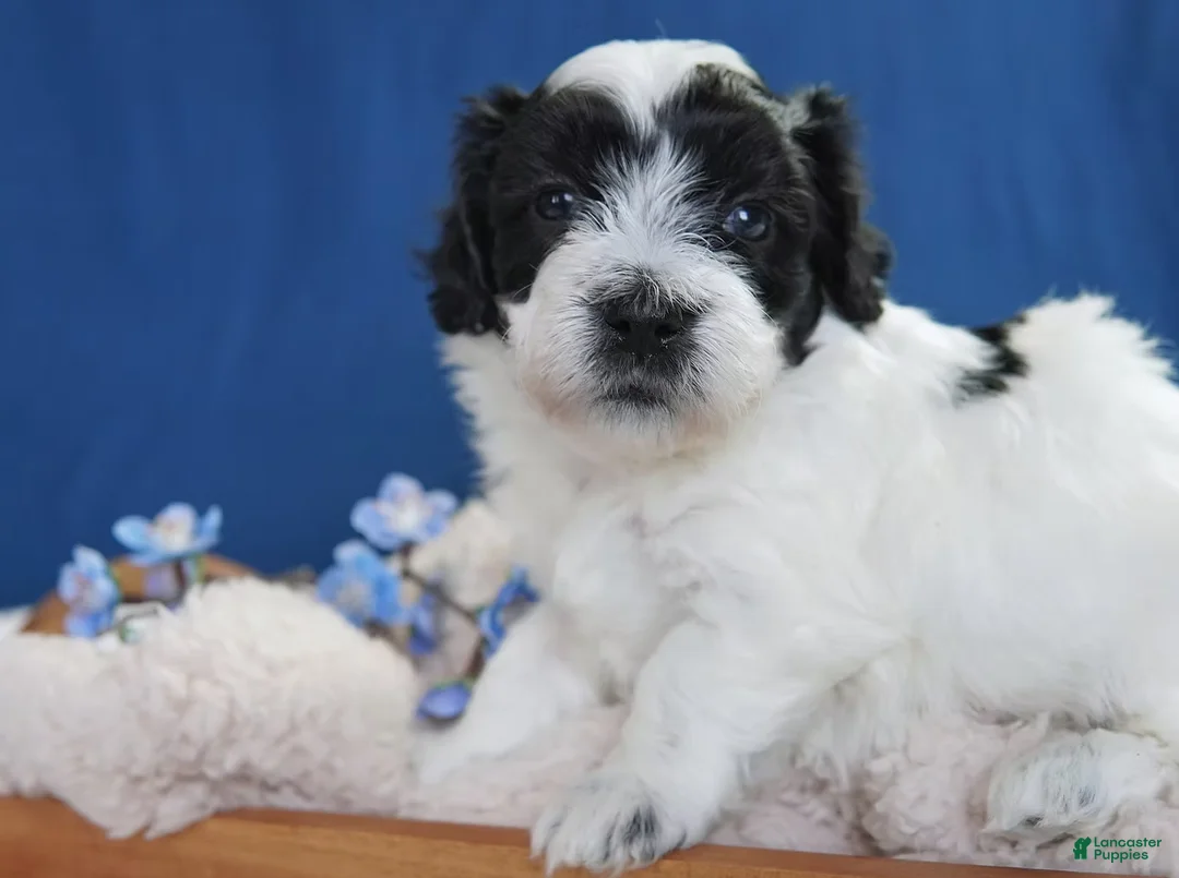 Coton De Tulear dogs for sale: Heath - Ad 2