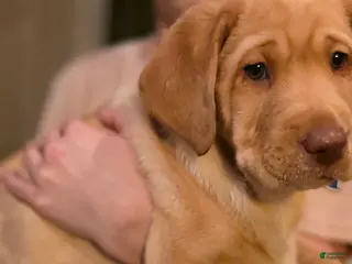 Labrador Retriever dogs Labrador Retriever Puppy 1 - Ad 8