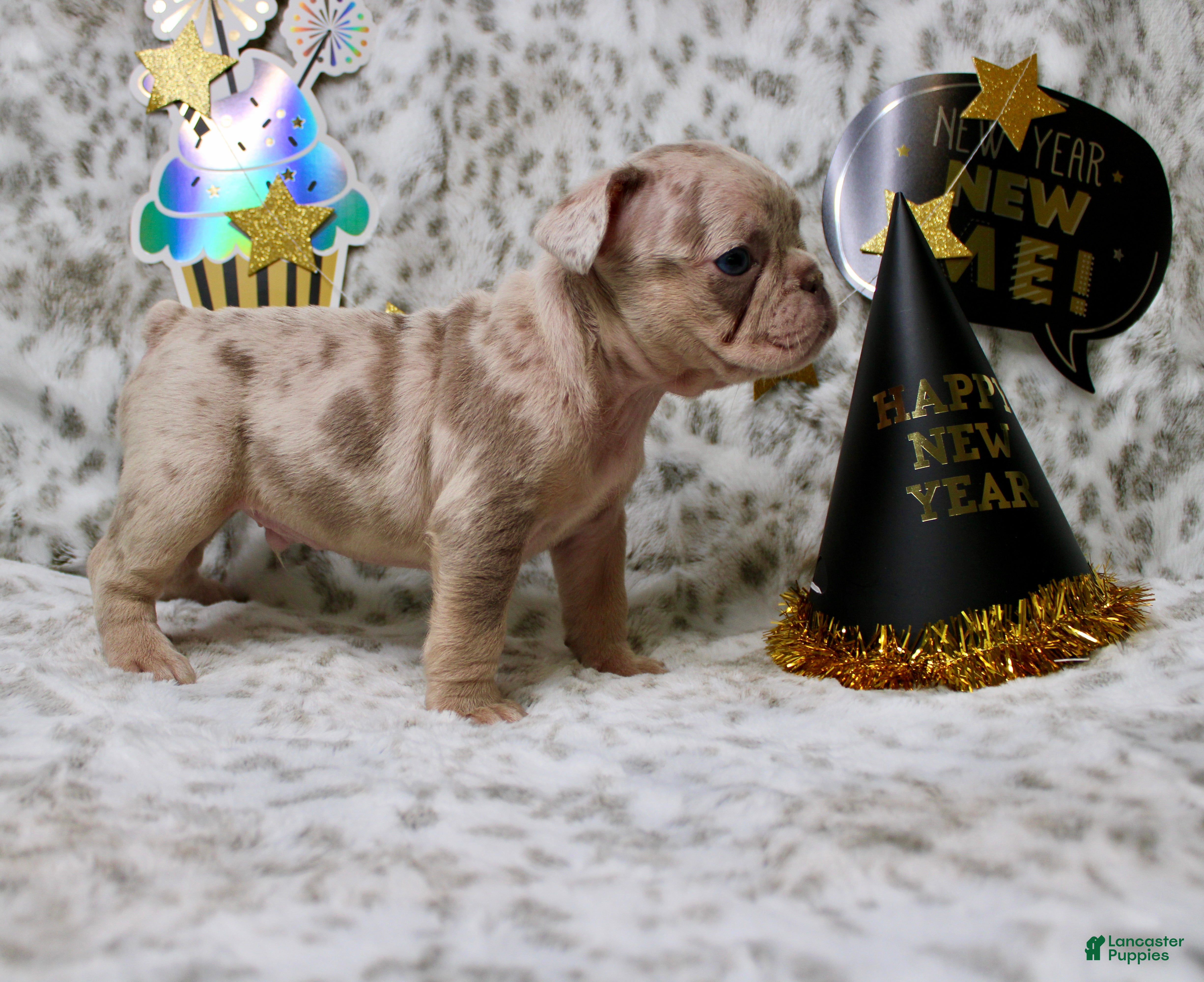 French Bulldog dogs for sale: Leo - Ad 3