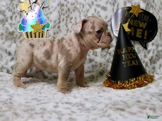 French Bulldog dogs Leo - Ad 4