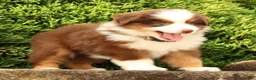 Miniature Australian Shepherd dogs for sale: Finley - Ad 8
