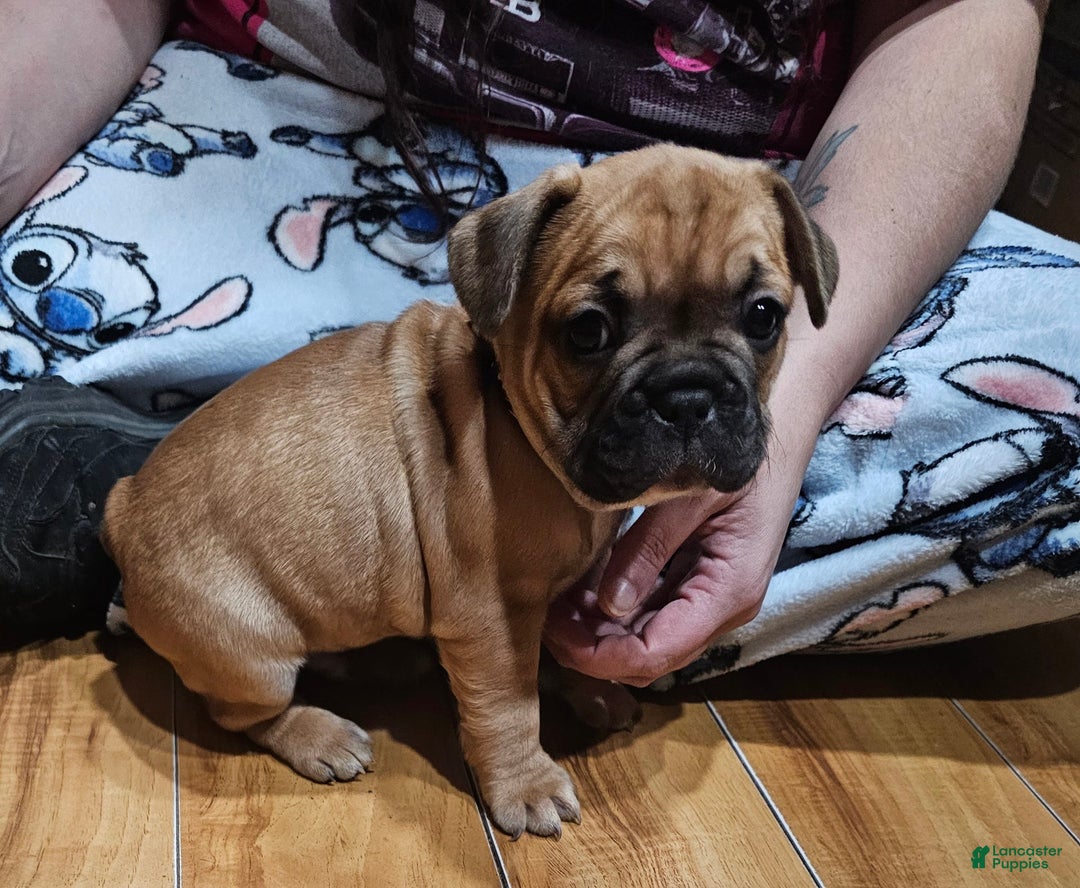 French Bulldog dogs for sale: Tank - Ad 4