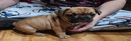 French Bulldog dogs for sale: Tank - Ad 6