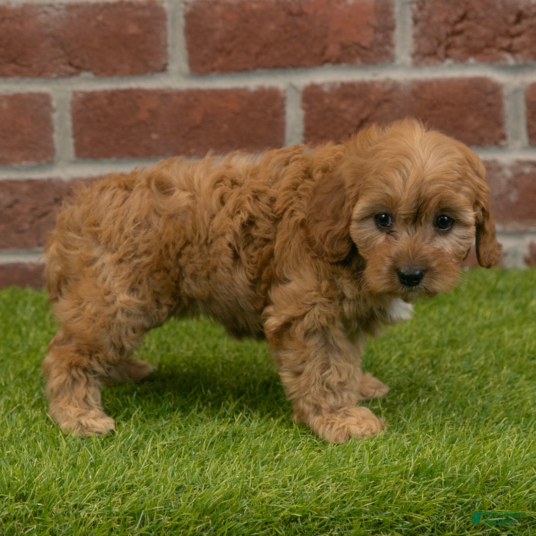 Cavapoo dogs for sale: Macy - Ad 5