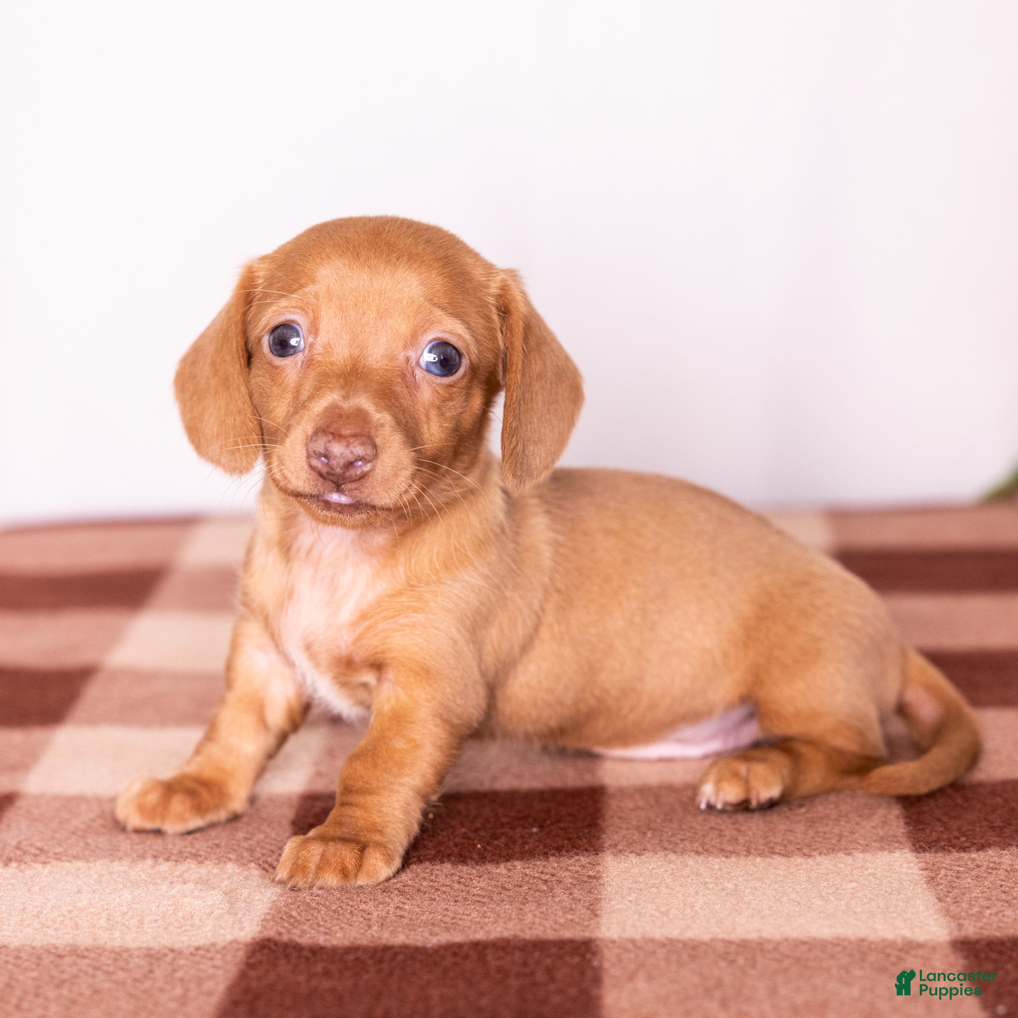 Miniature Dachshund dogs Rosie - Ad 1
