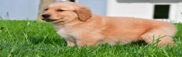 Golden Retriever dogs for sale: Charlie - Ad 5