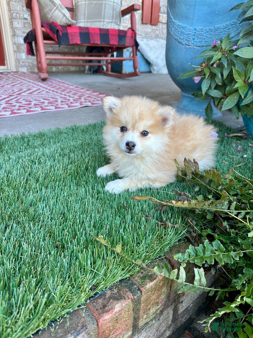 Pomsky dogs for sale: Chester - Ad 2