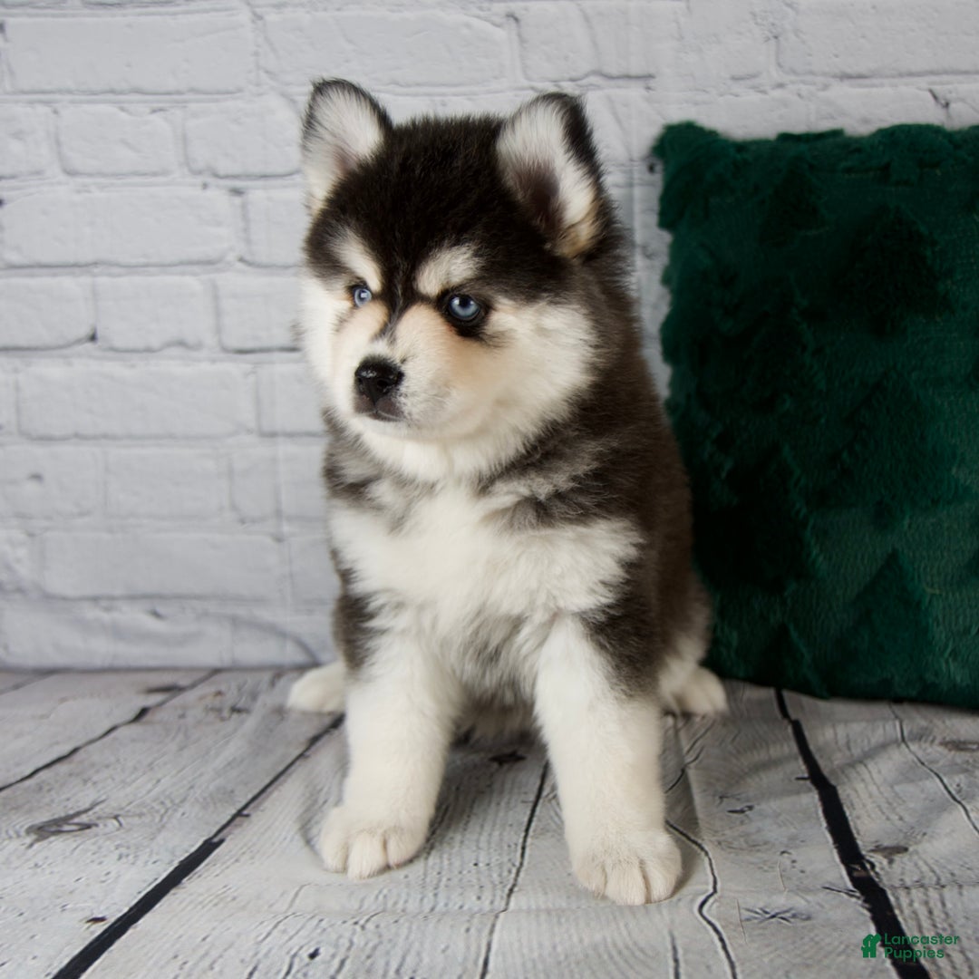 Pomsky dogs for sale: Gina - Ad 10