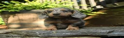 Miniature Dachshund dogs for sale: Peppin - Ad 1