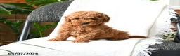 Mini Goldendoodle dogs for sale: Grayson - Ad 2