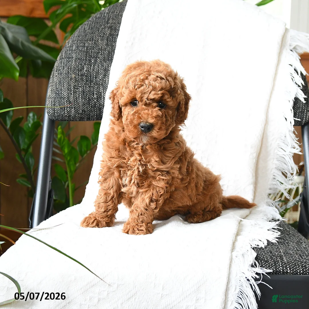 Mini Goldendoodle dogs for sale: Grayson - Ad 2