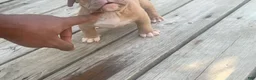 American Bully dogs for sale: Princess Peach - Ad 4