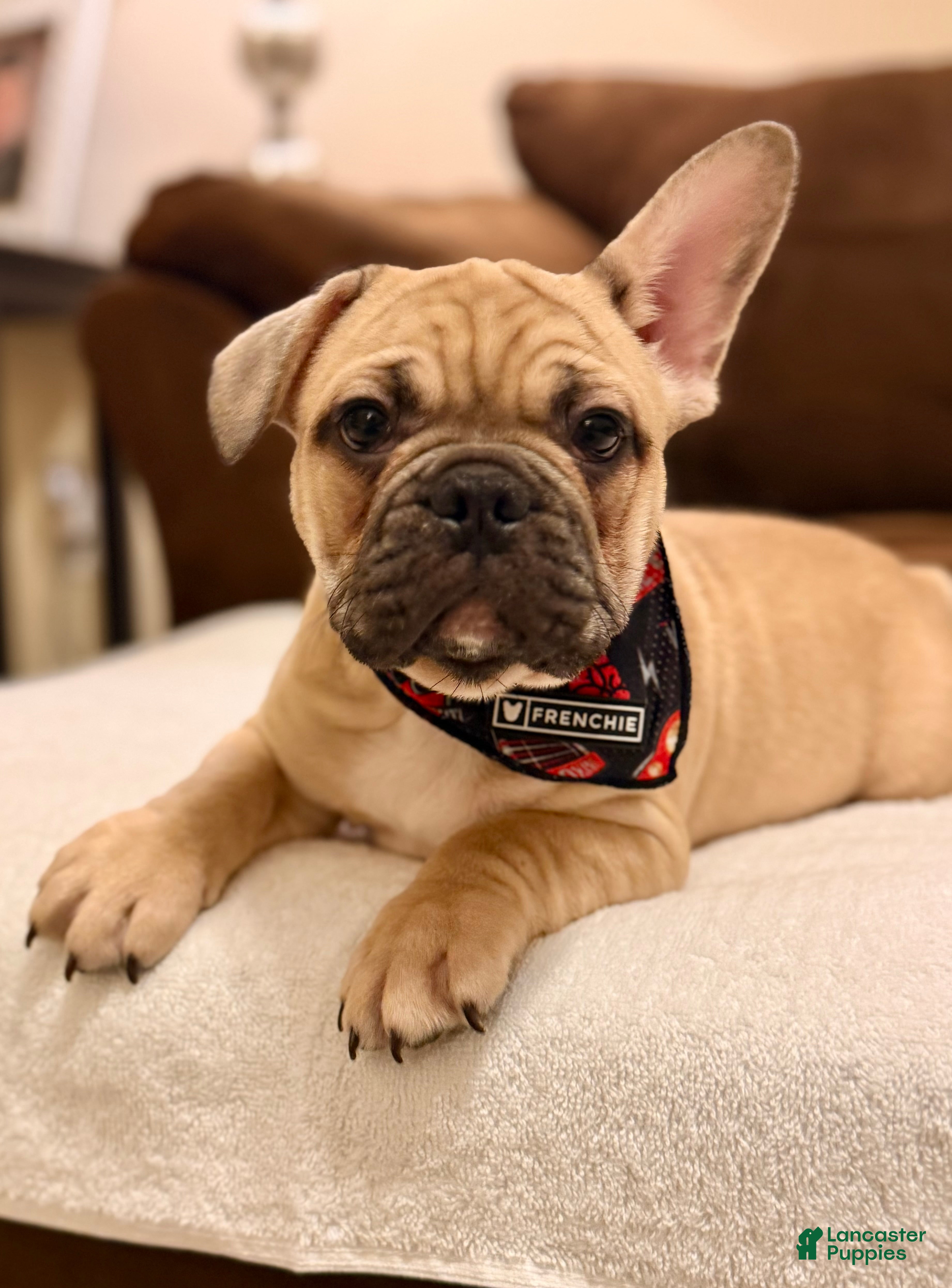 French Bulldog dogs 1 - Fawn Black Mask Male - Ad 18