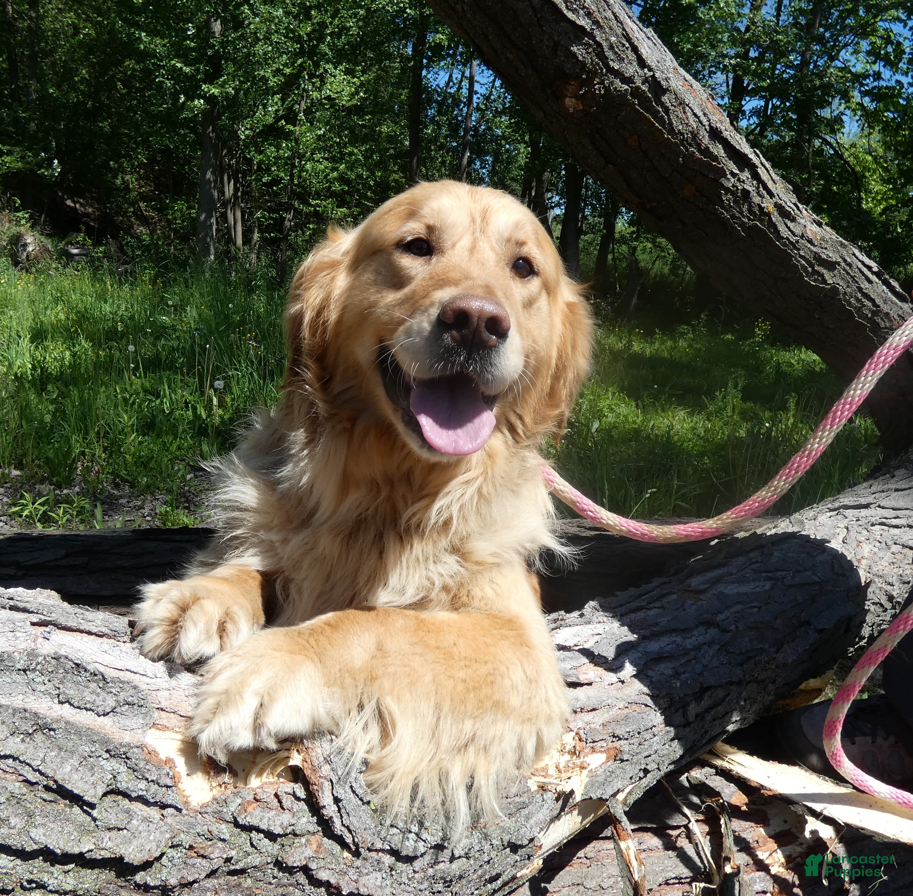 Golden Retriever dogs for sale: Golden Retriever Puppy 1 Queenie - Ad 1