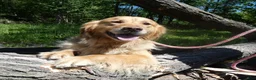 Golden Retriever dogs for sale: Golden Retriever Puppy 1 Queenie - Ad 1
