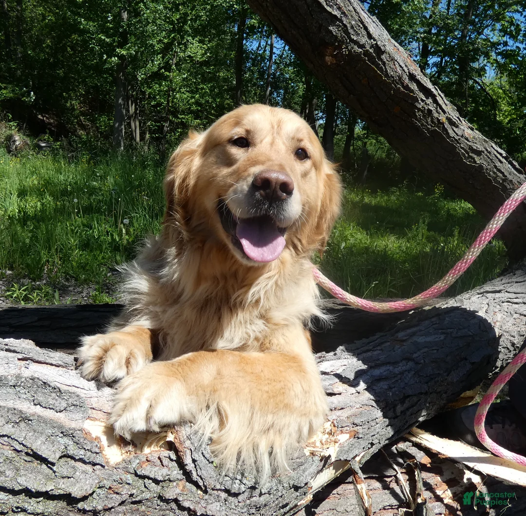 Golden Retriever dogs for sale: Golden Retriever Puppy 1 Queenie - Ad 1