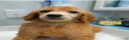 Standard Poodle dogs for sale: Goldie - Ad 1