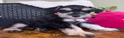 Miniature Schnauzer dogs for sale: Daisy - Ad 6