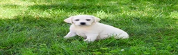 Labrador Retriever dogs for sale: Vidia - Ad 6