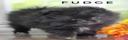 Pomeranian dogs for sale: Fudge - Adventerous Love Bug! - Black Boy - Ad 4