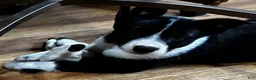 Mixed Breed dogs for sale: Stella - Ad 3