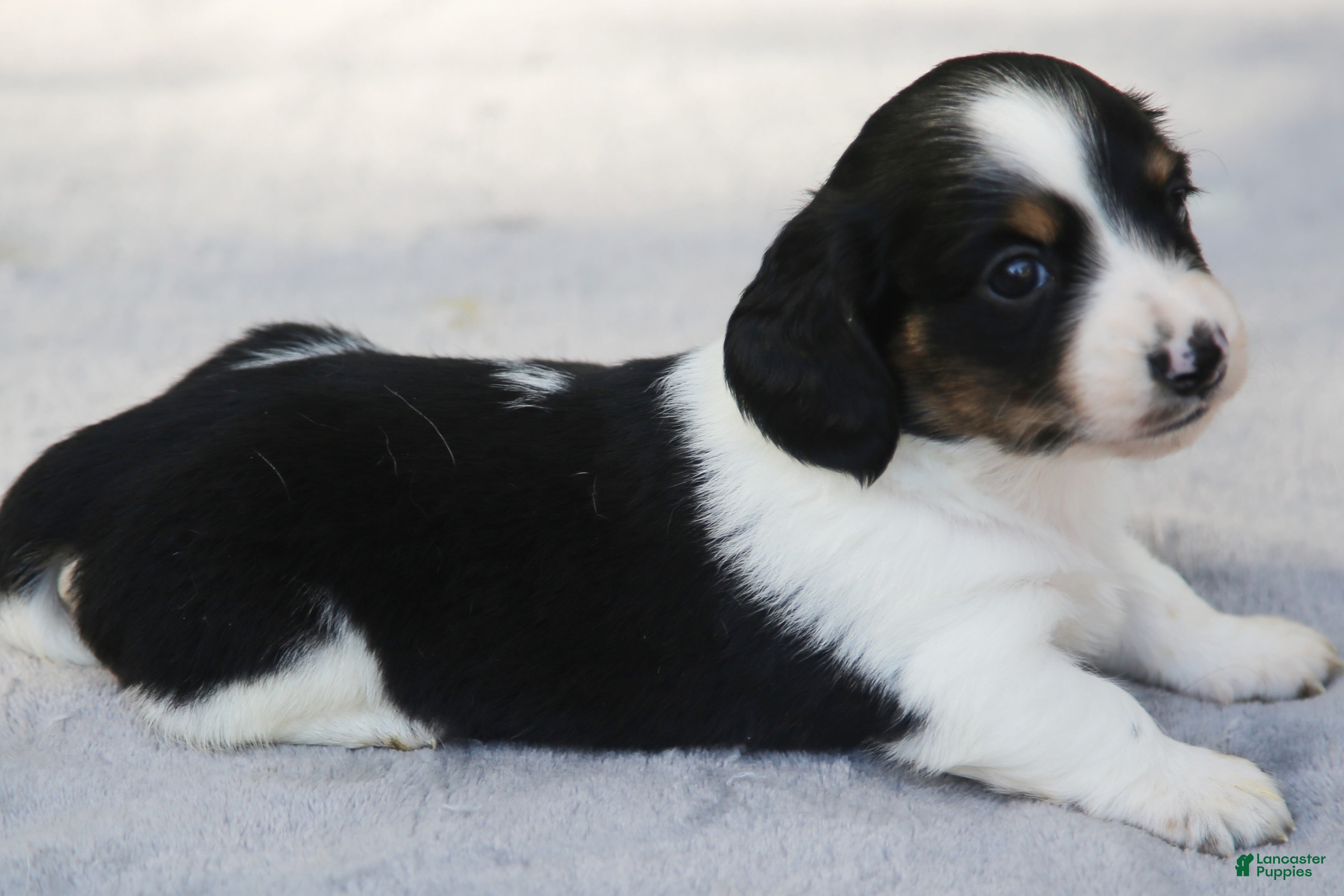 Dachshund dogs for sale: Black and Tan Brindle Piebald Male  - Ad 2