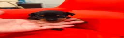 Miniature Pinscher dogs for sale: Miniature Pinscher Puppy 2 - Ad 1
