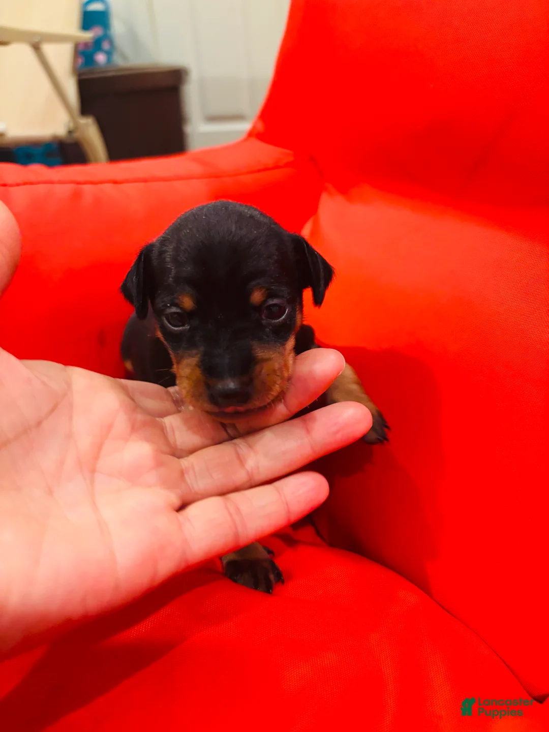 Miniature Pinscher dogs for sale: Miniature Pinscher Puppy 2 - Ad 1