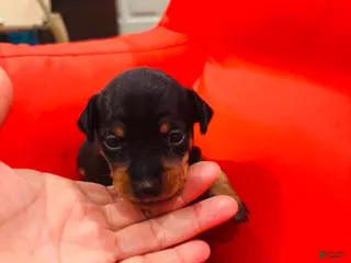 Miniature Pinscher dogs Miniature Pinscher Puppy 2 - Ad 29