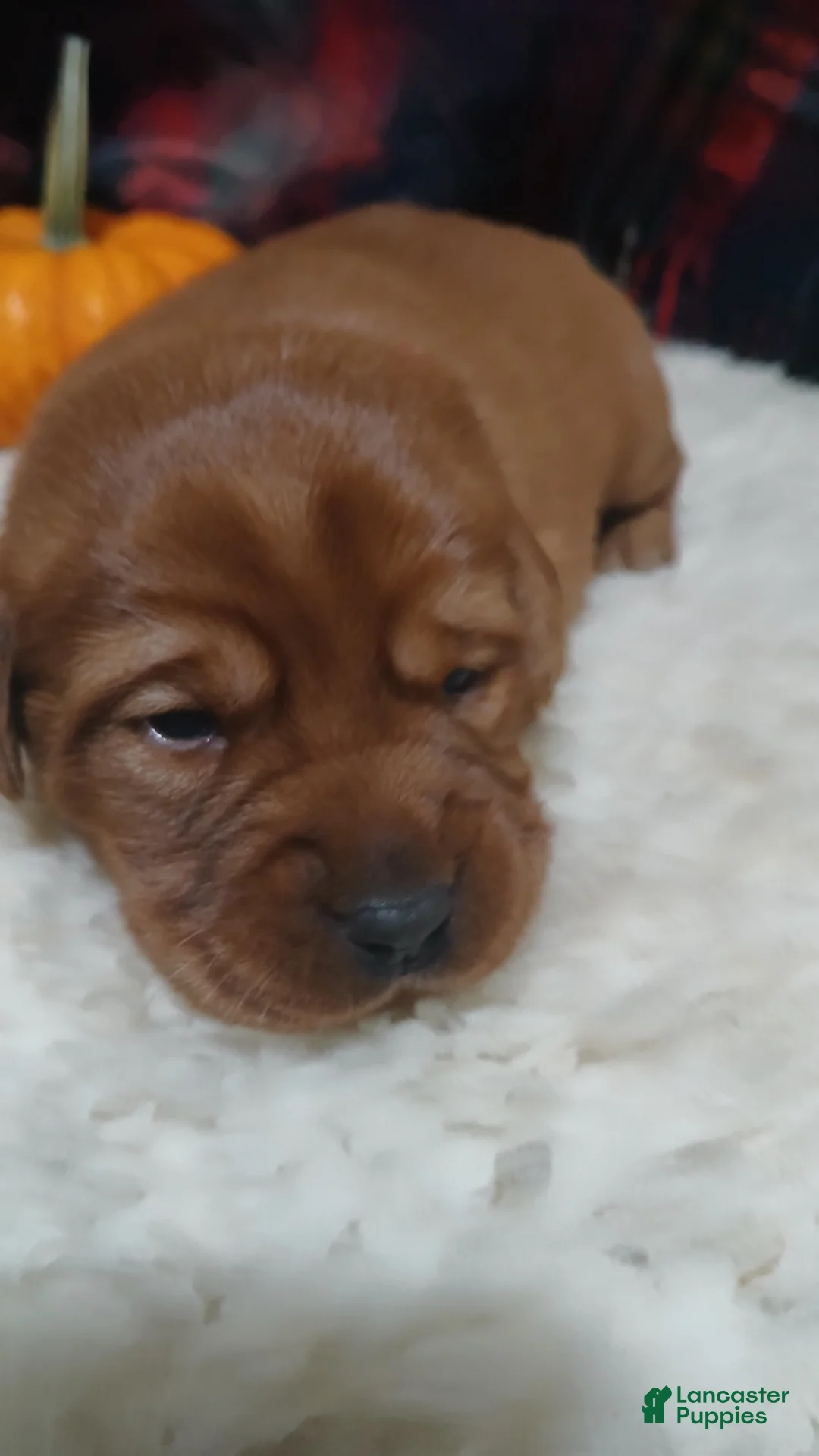 Labrador Retriever dogs for sale: Willow - Ad 2