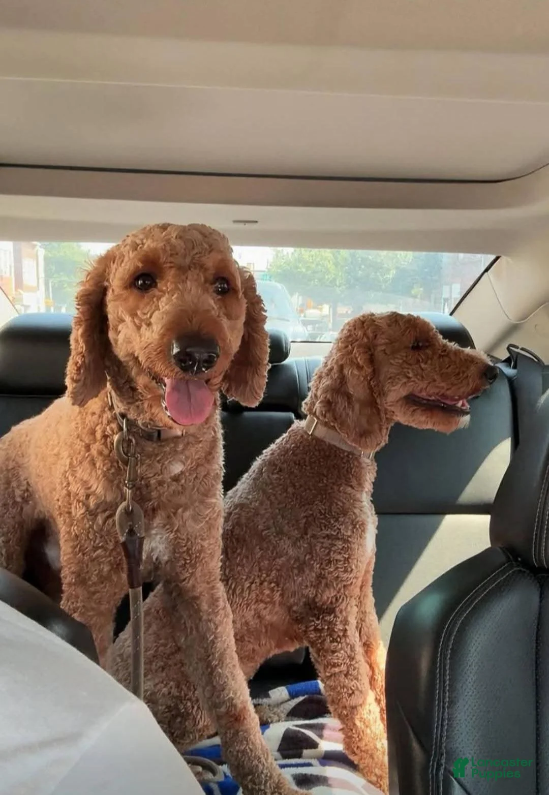 Goldendoodle dogs for sale: Goldendoodle 6 - Ad 2